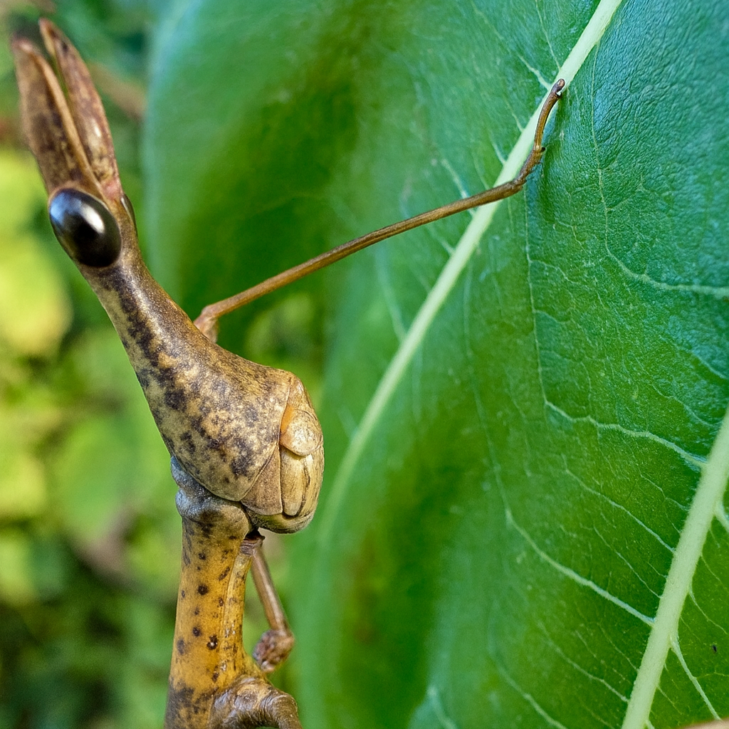 Horsehead Grasshopper Nymphs