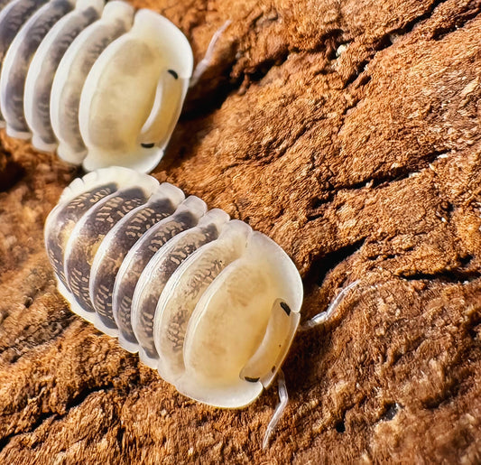 Cubaris sp "Jupiter"