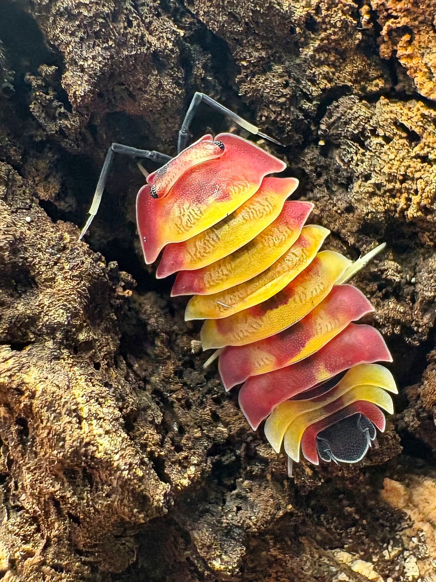 Ardentiella sp "Scarlet"