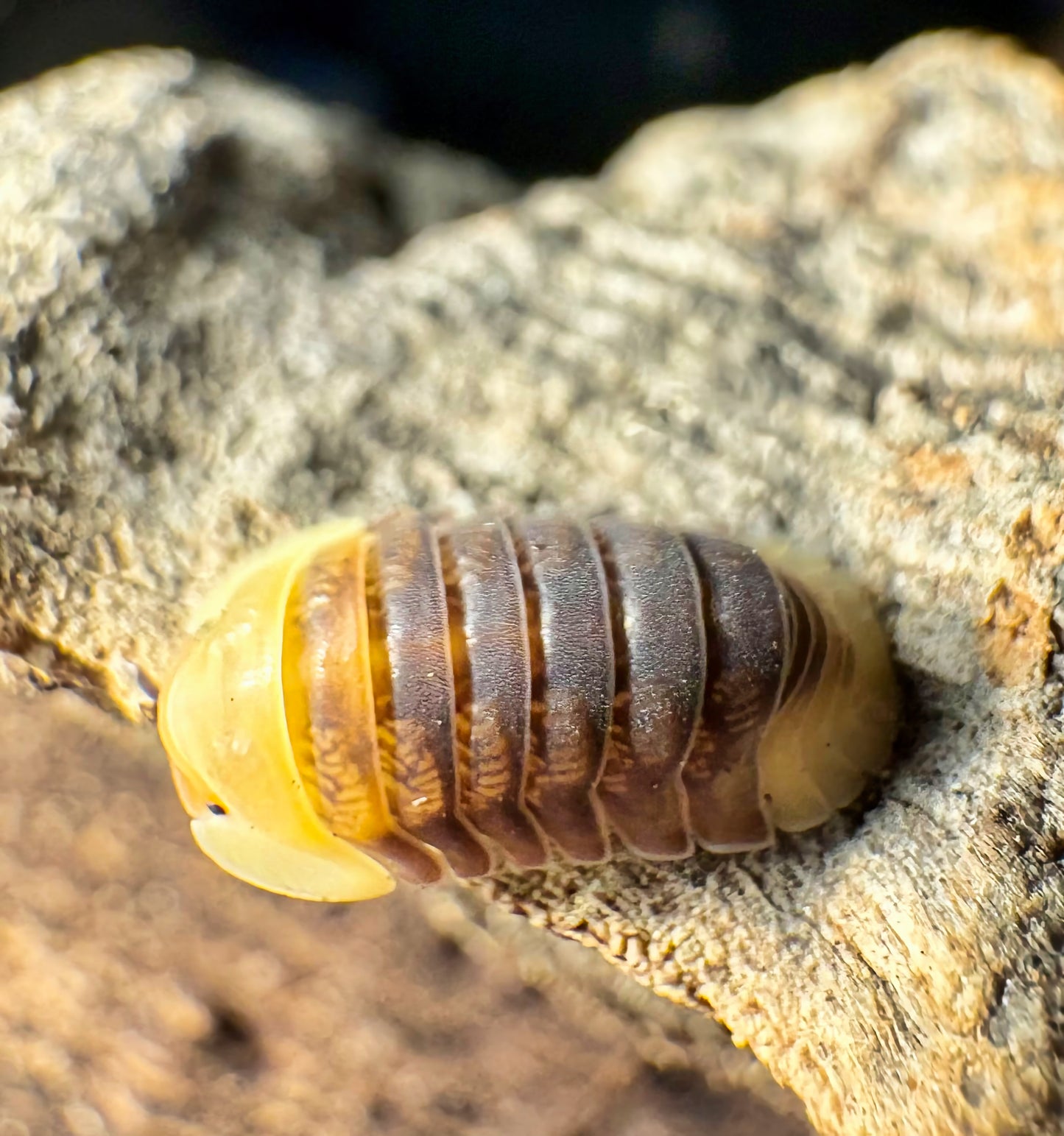 Cubaris sp "Rubber Ducky"
