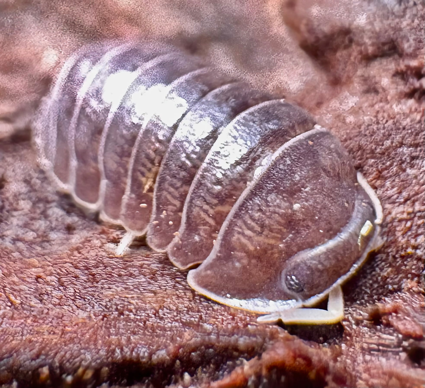Filipinodillo sp "Nakar"