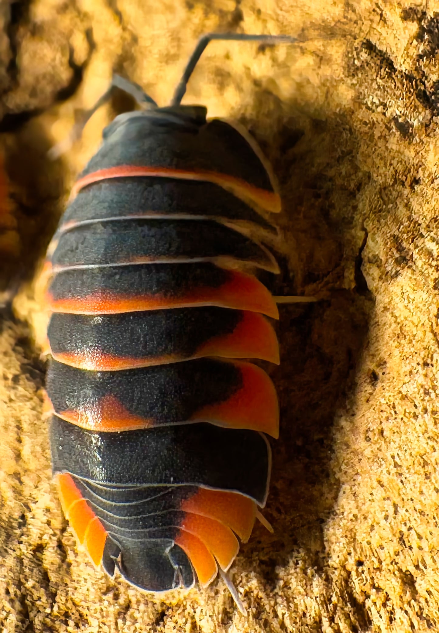 Ardentiella sp "Ember Bee"