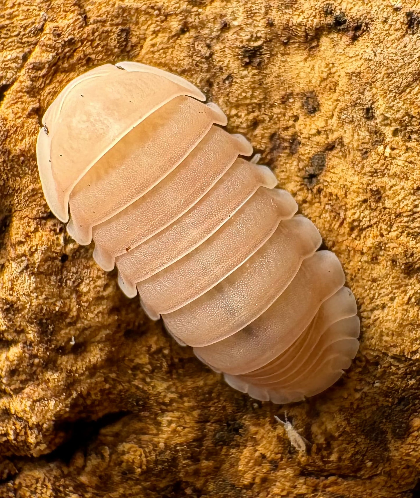 Cubaris sp "Pink Rose"