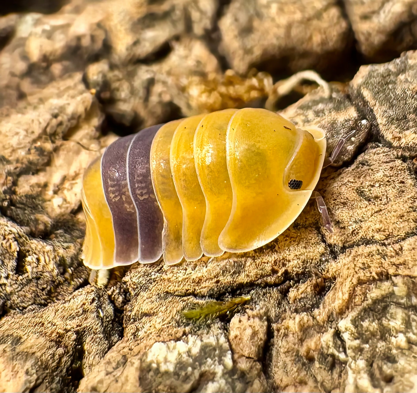 Cubaris sp "Amber Ducky"