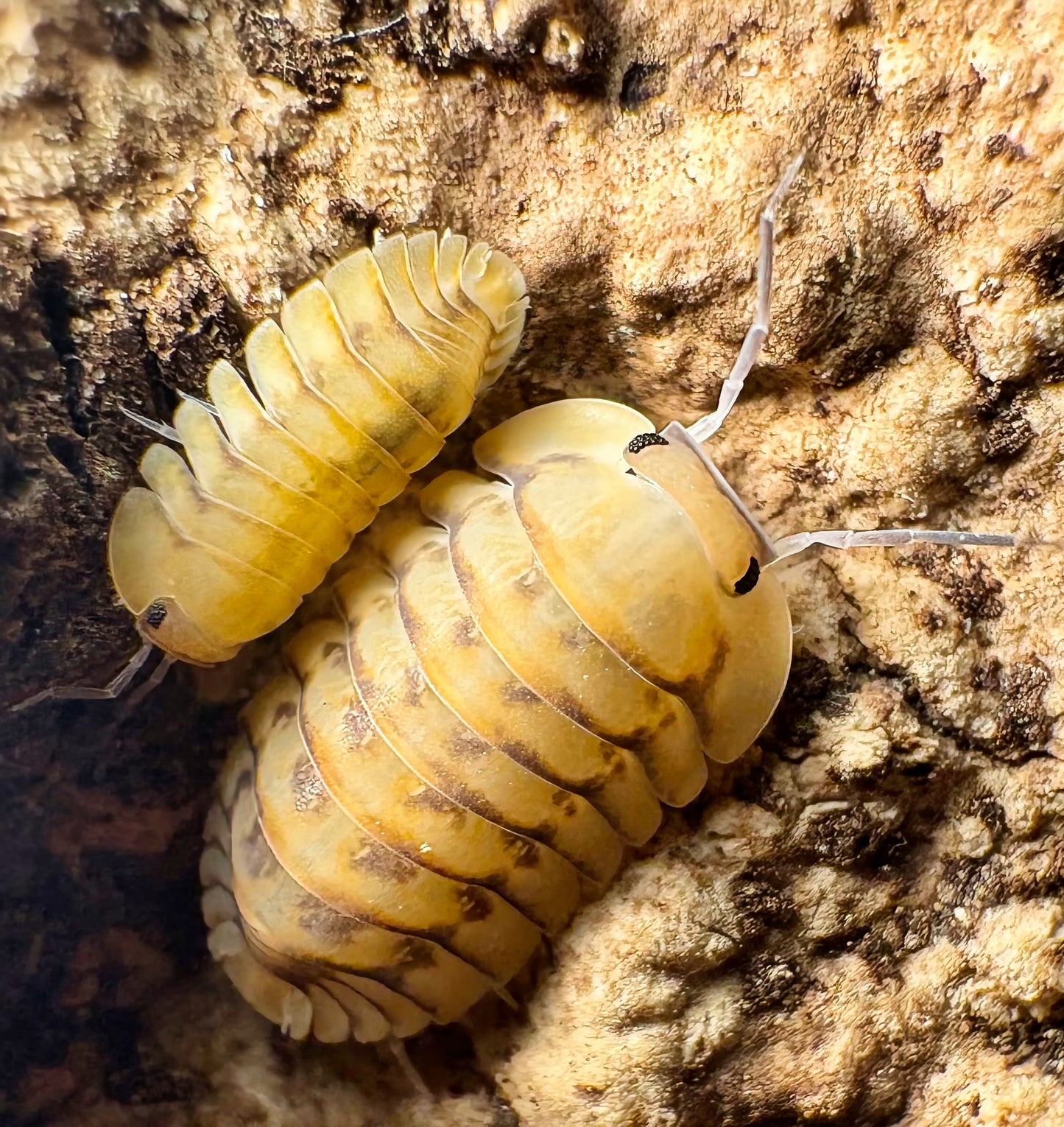 Cubaris sp "Yellow Tiger"