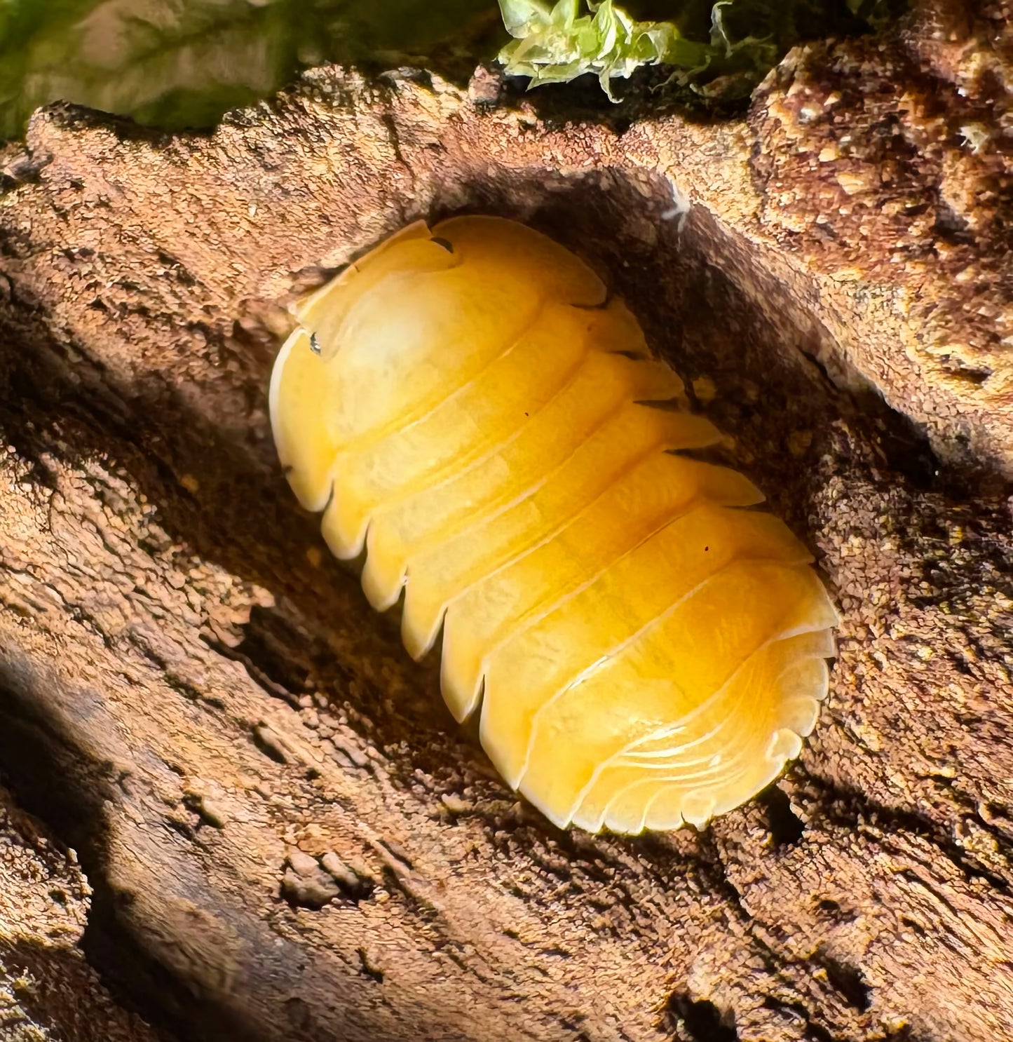 Cubaris sp "Orange Freezy"