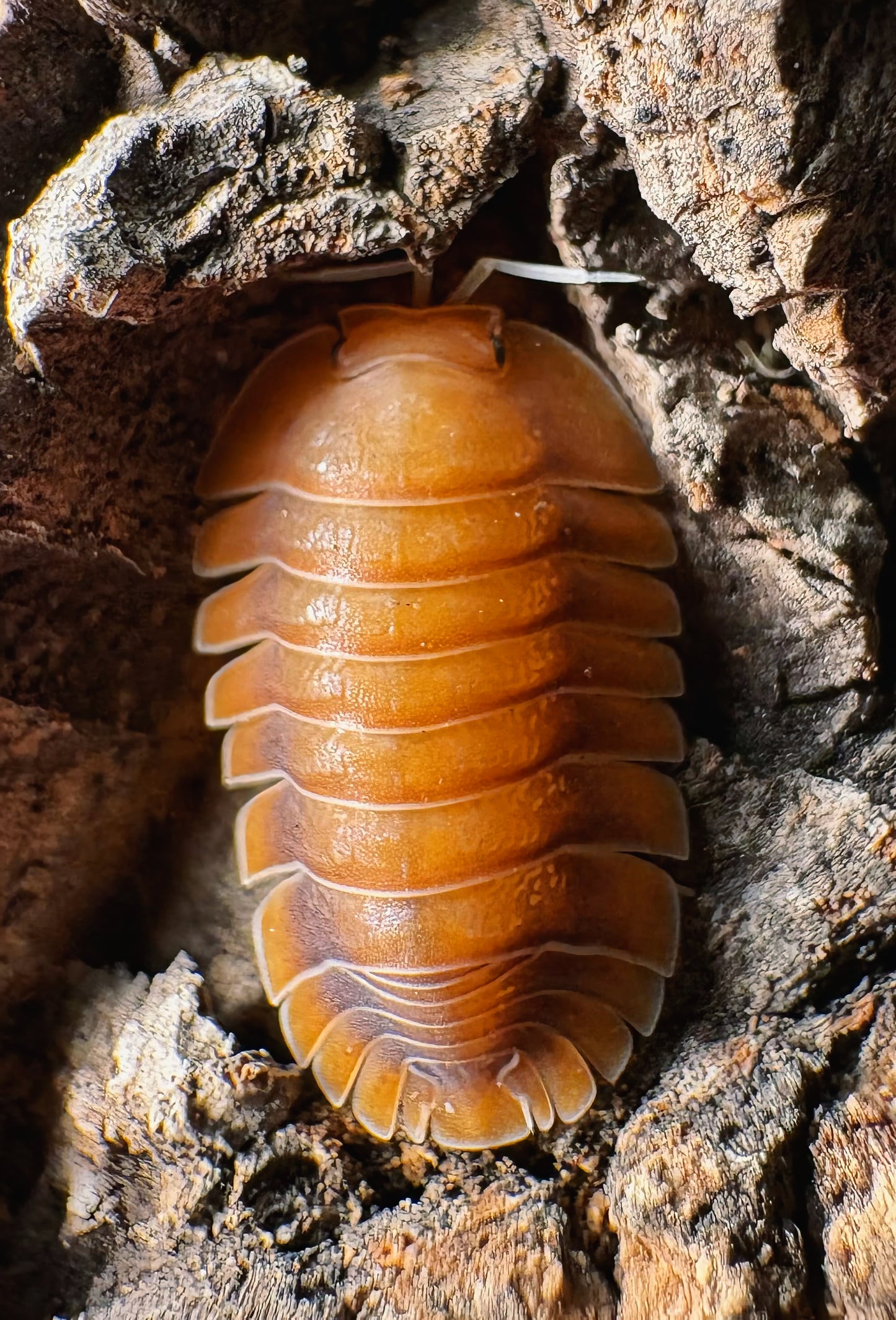 Troglodillo sp "Vex"
