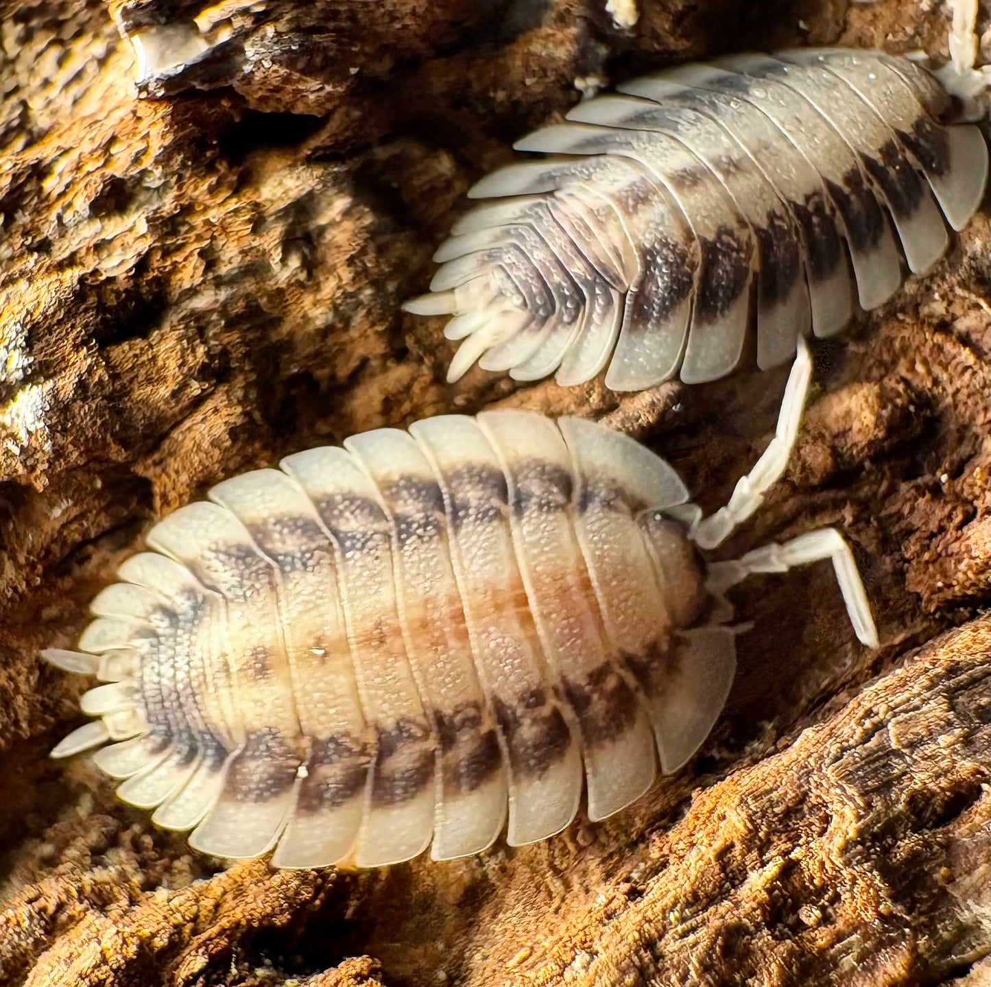 Porcellio werneri "Silverback"