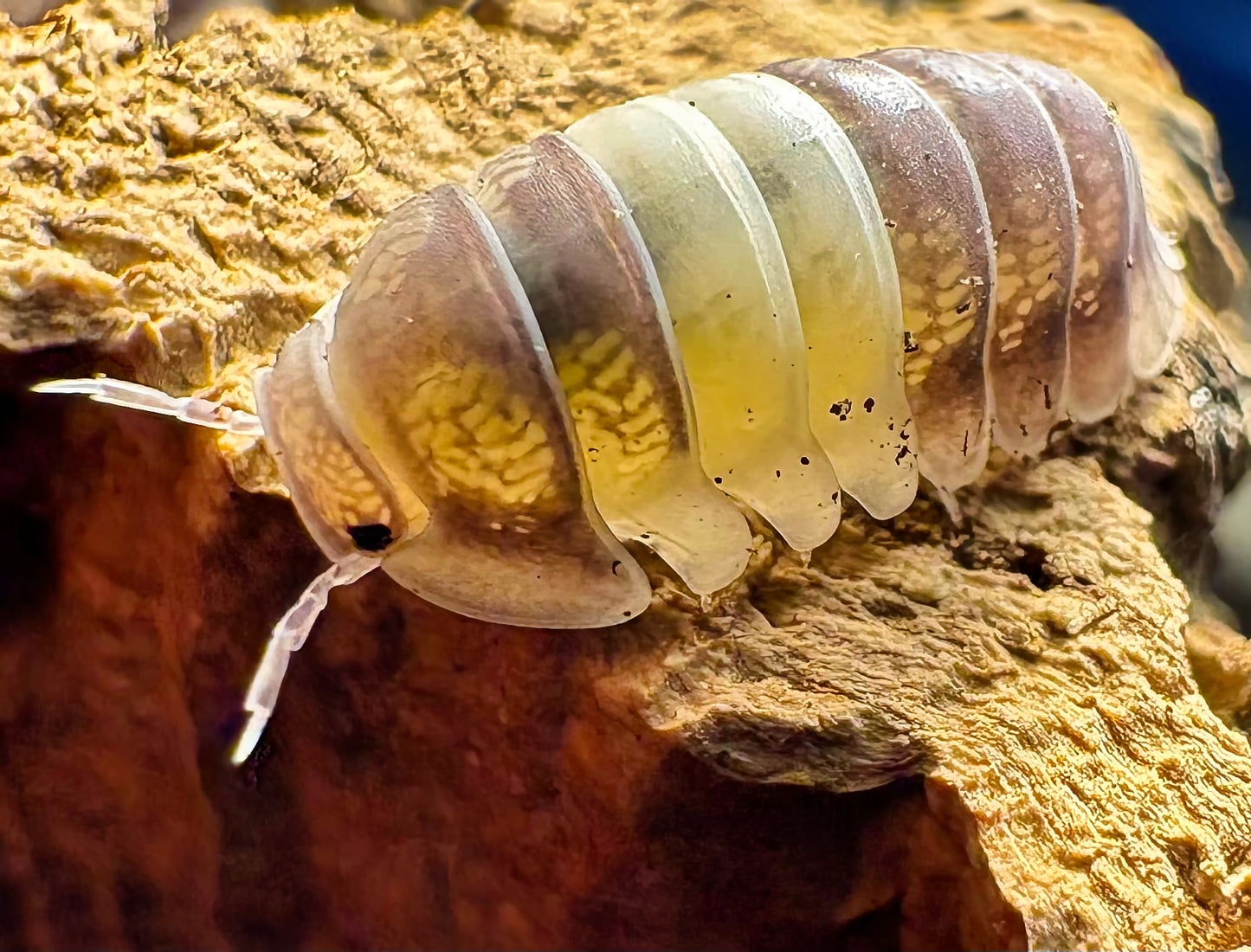 Cubaris sp "Panda King"