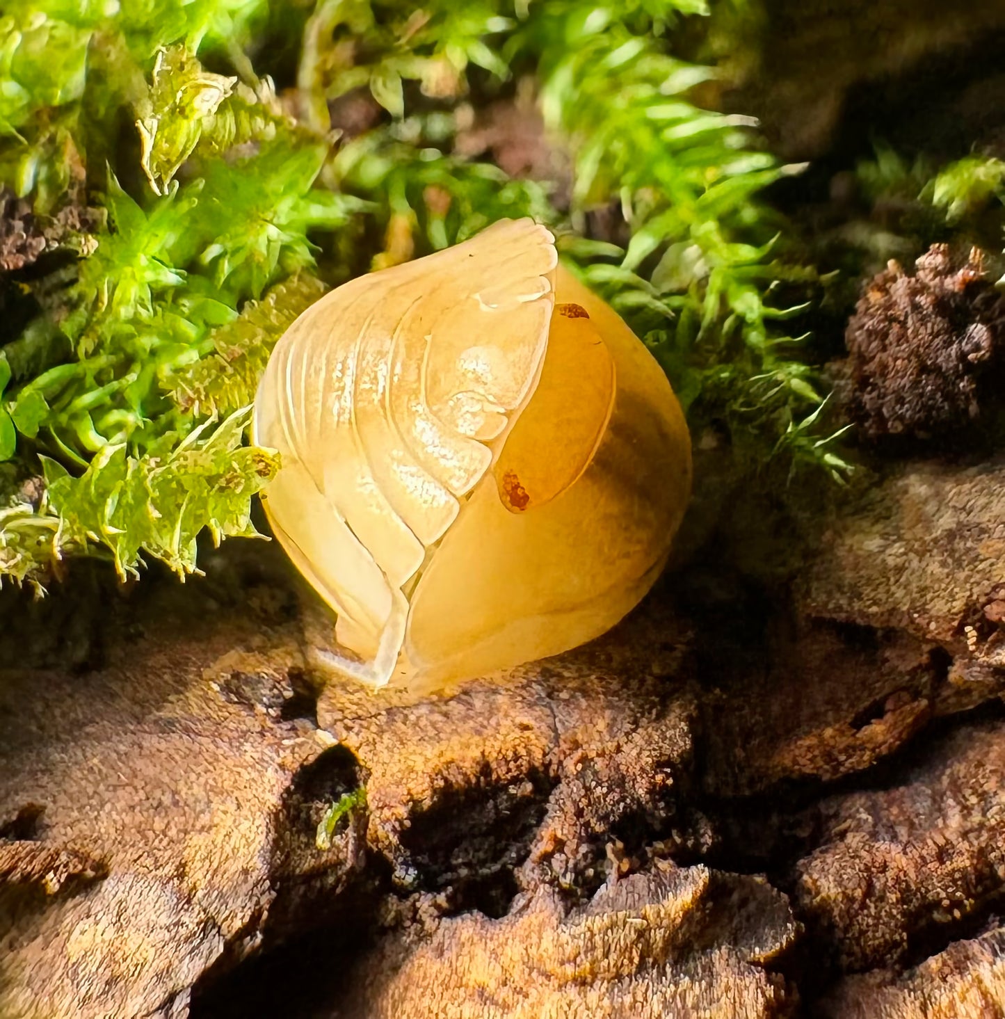 Cubaris sp "Red Edge Peach"
