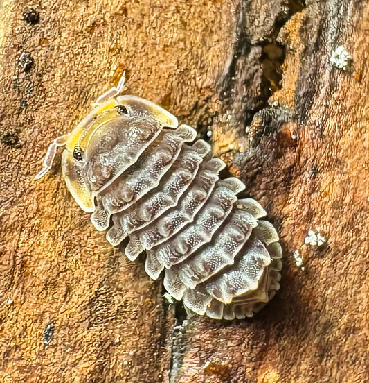 Isopoda sp "Shiny Gator"