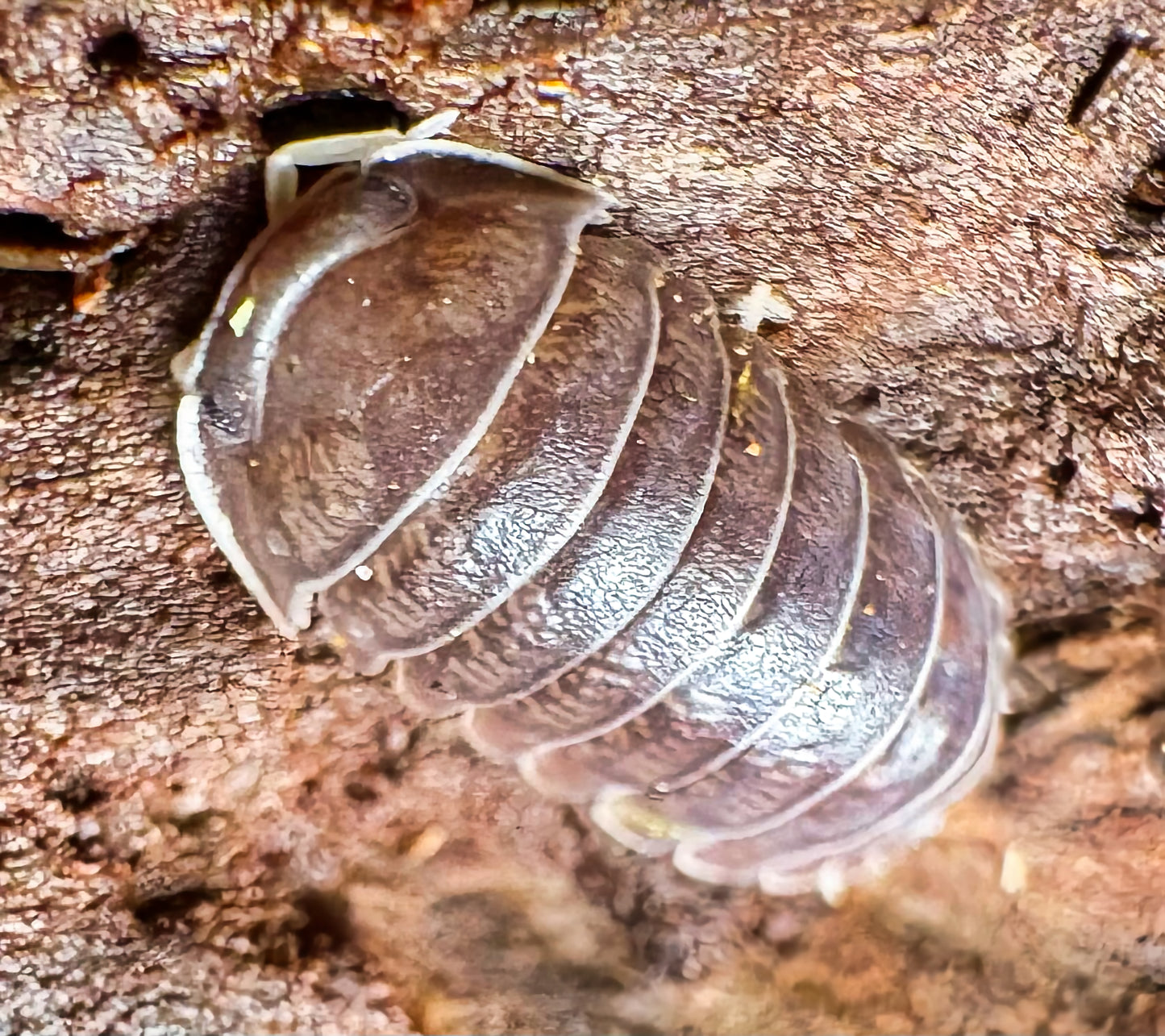 Filipinodillo sp "Nakar"