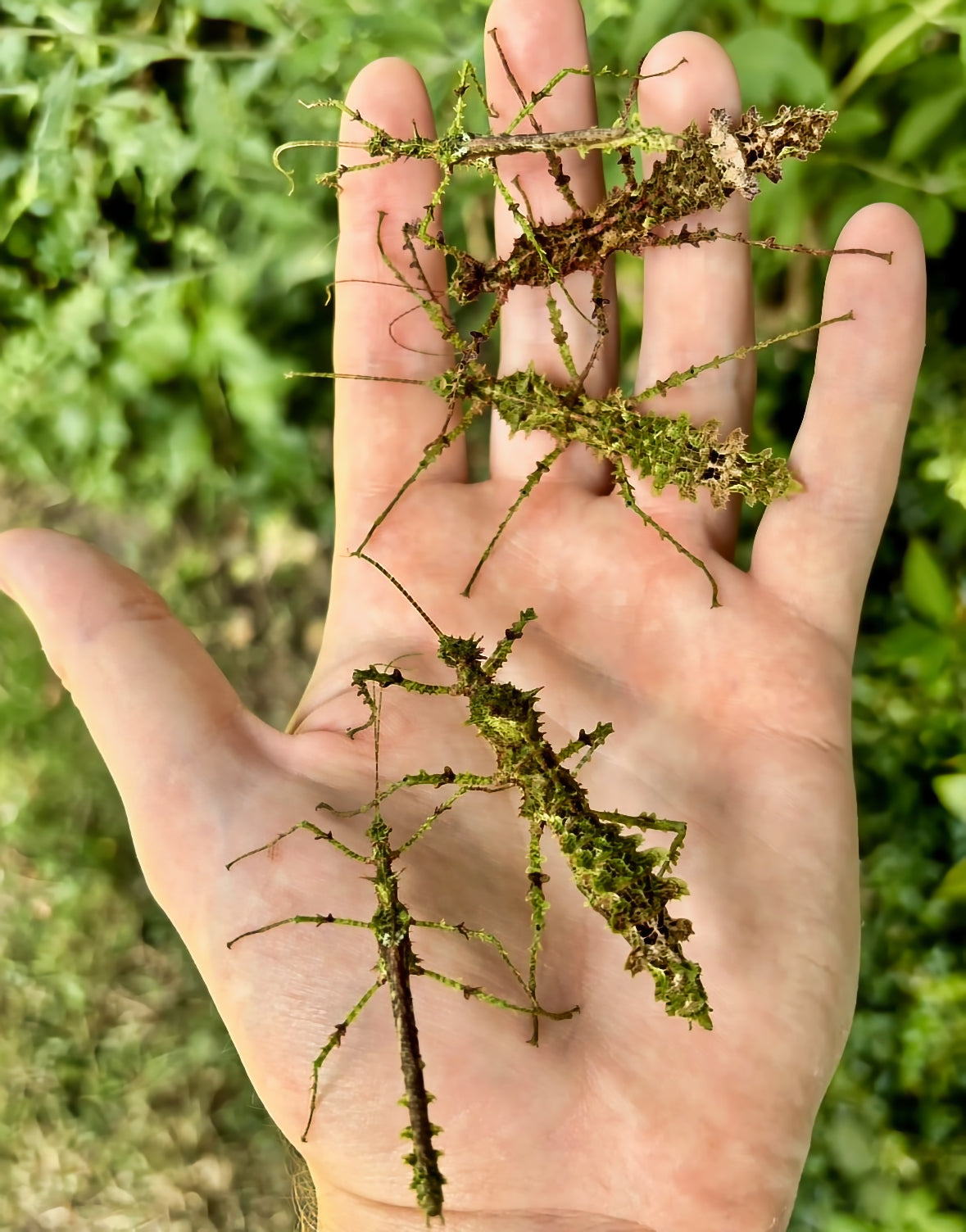 Taraxippus samarae "Siquirres" Nymphs