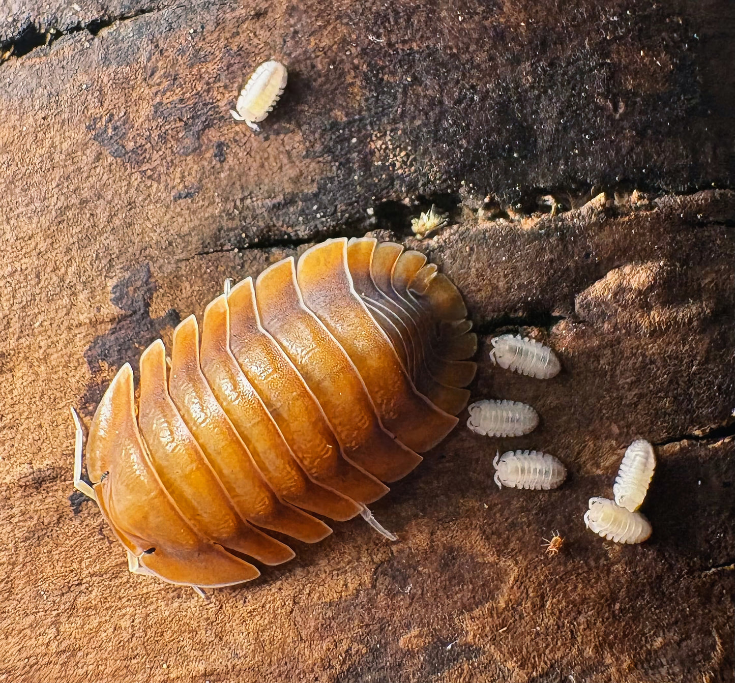 Troglodillo sp "Vex"