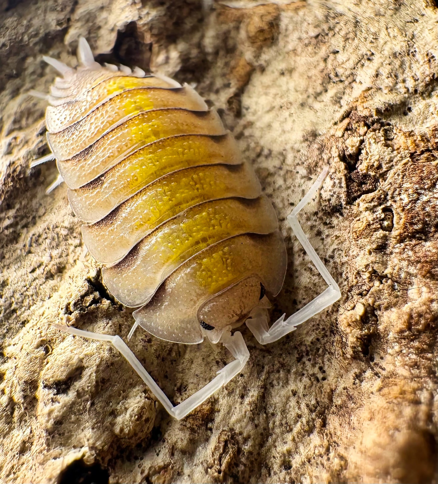 Porcellio bolivari "Yellow Ghost"