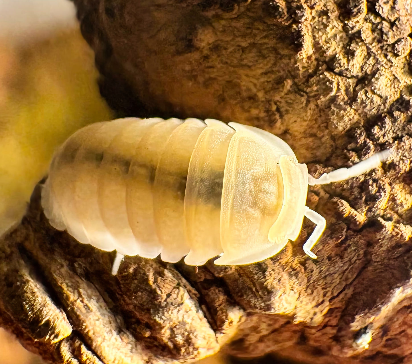 Cubaris sp "Murina Glacier"