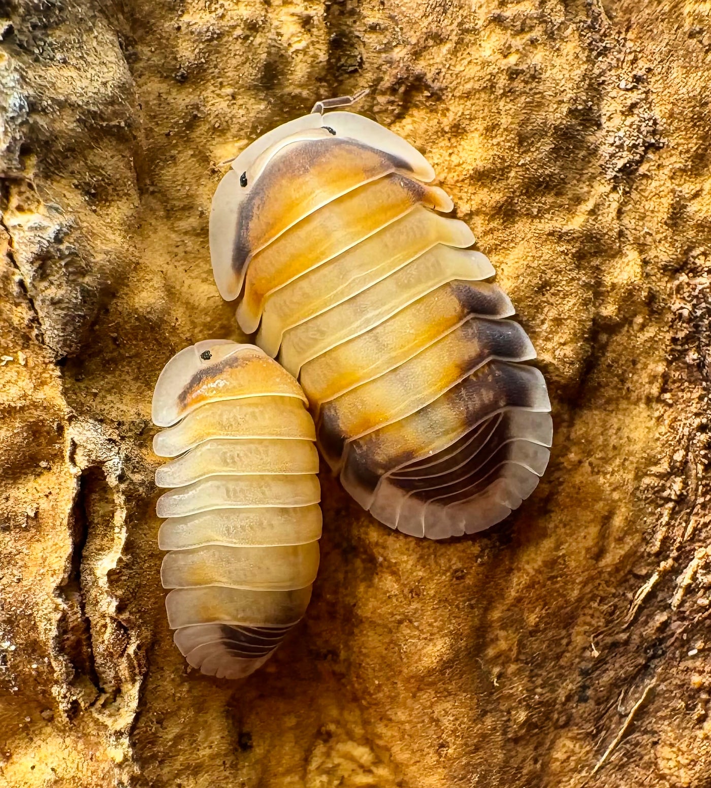 Cubaris sp "Latte"