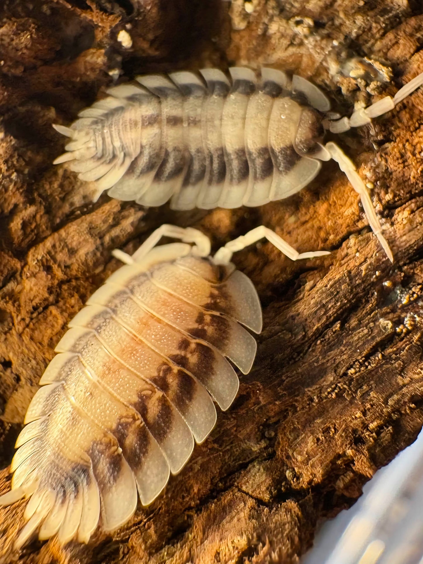 Porcellio werneri "Silverback"
