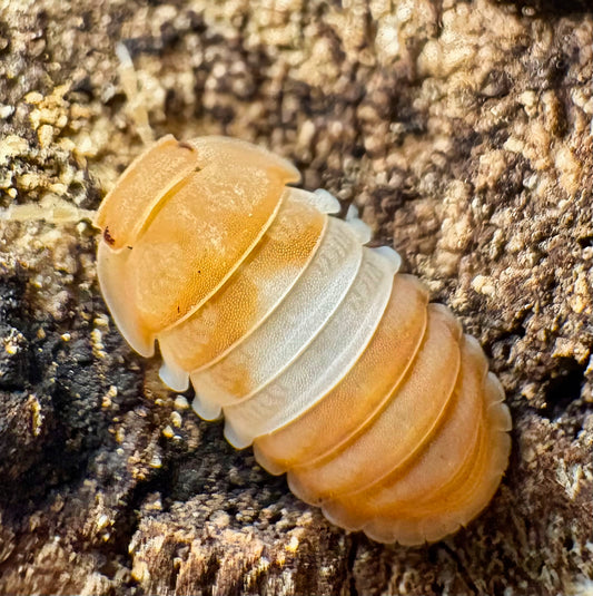 Cubaris sp "Red Panda King"