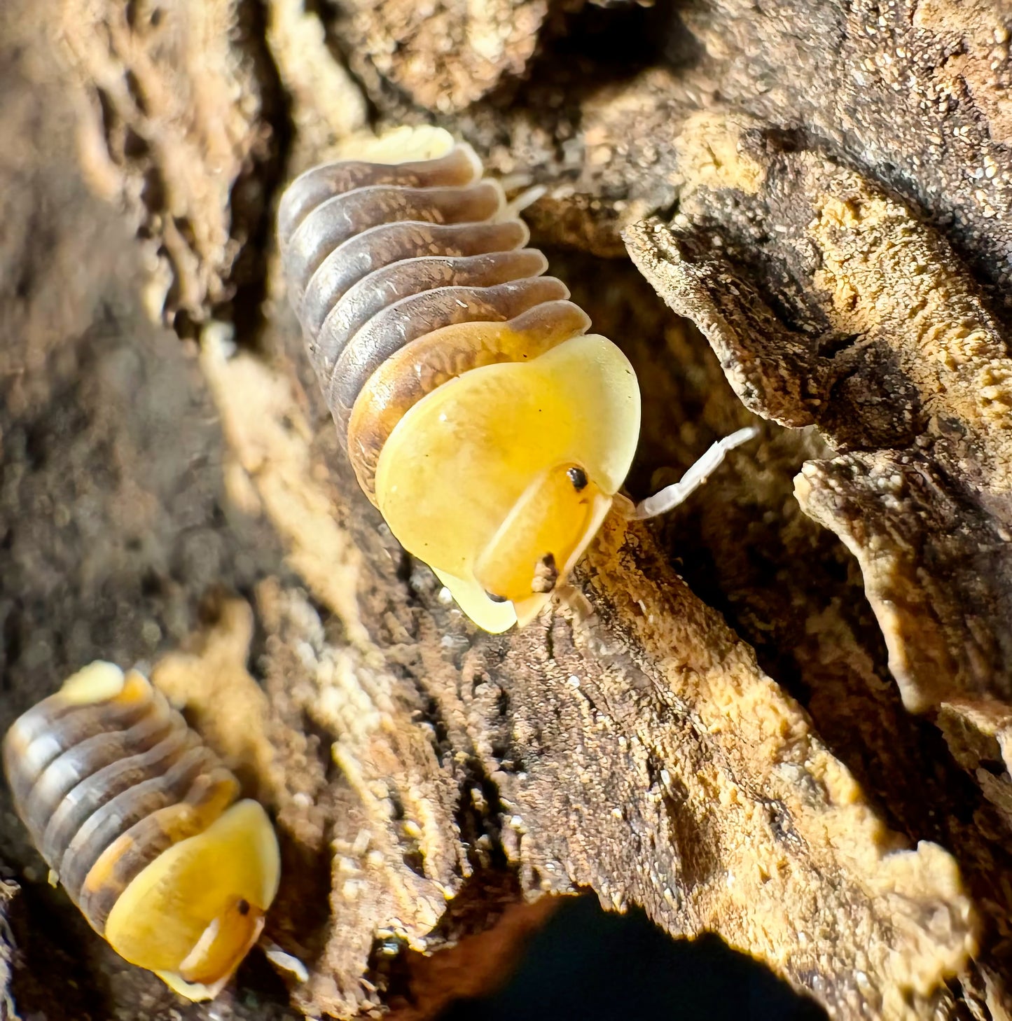 Cubaris sp "Rubber Ducky"