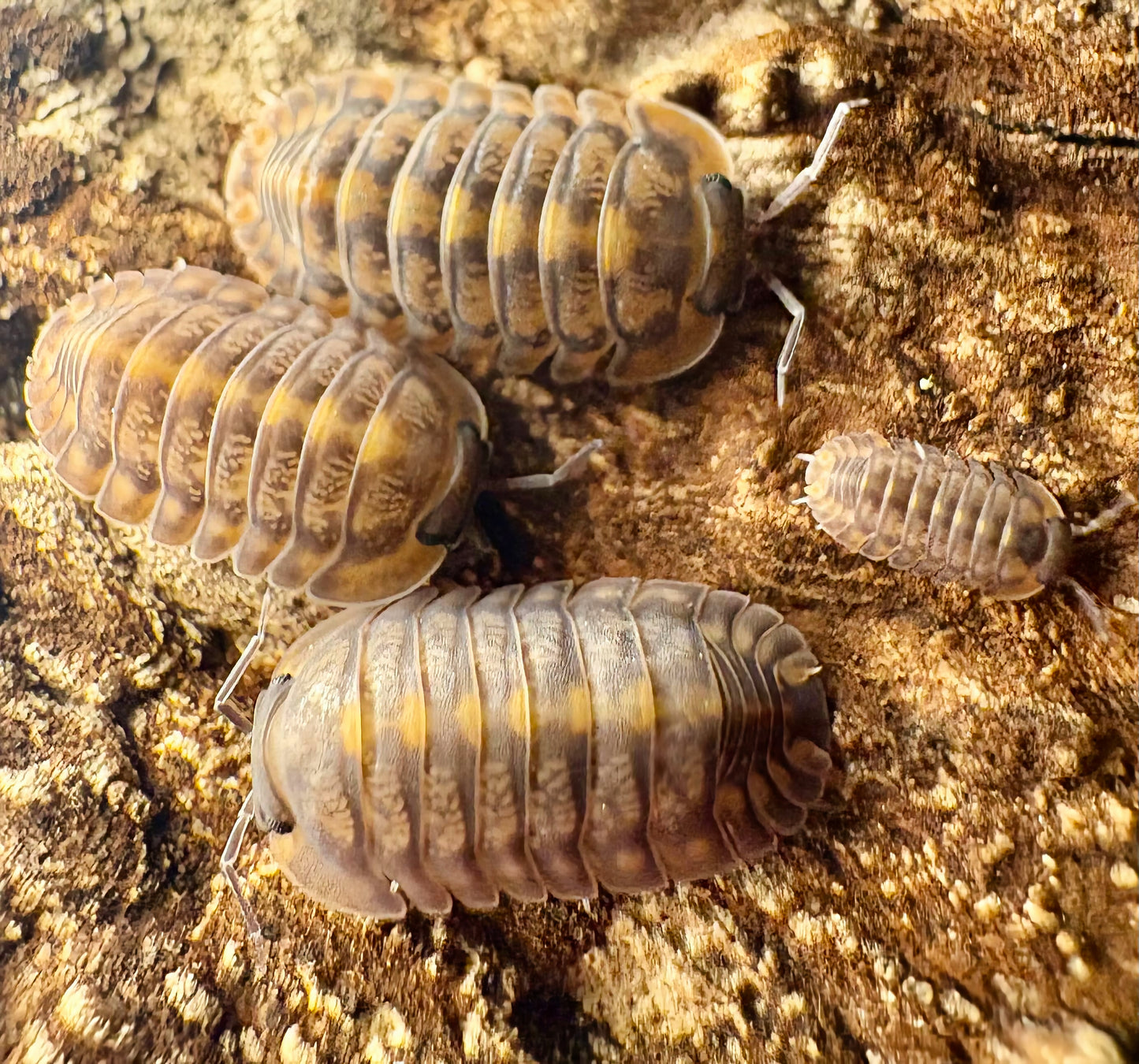 Cubaris sp "Phipun Tiger"