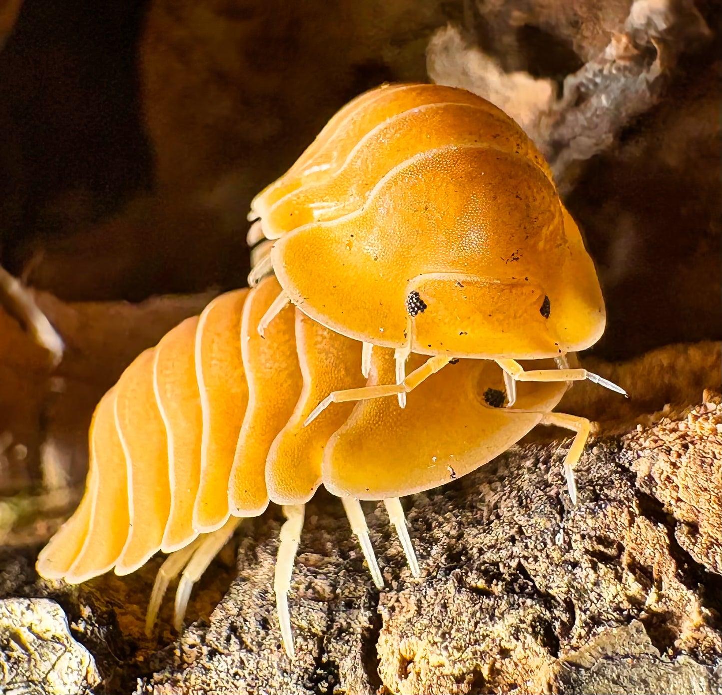 Cubaris sp "Crabby"