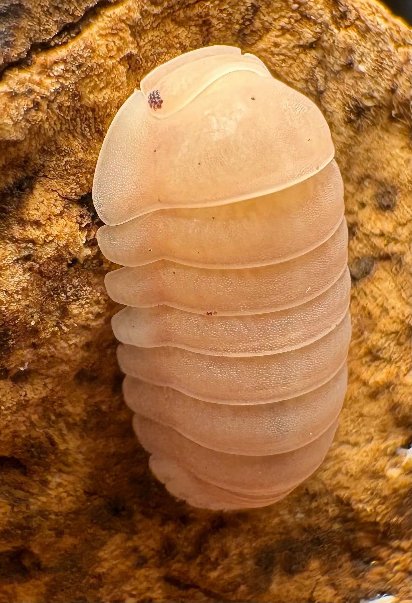 Cubaris sp "Pink Rose"