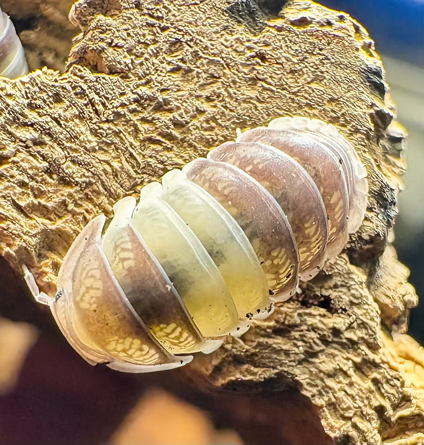 Cubaris sp "Panda King"