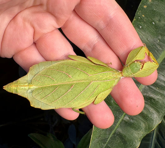 Phyllium gantungense "Rizal" Nymphs
