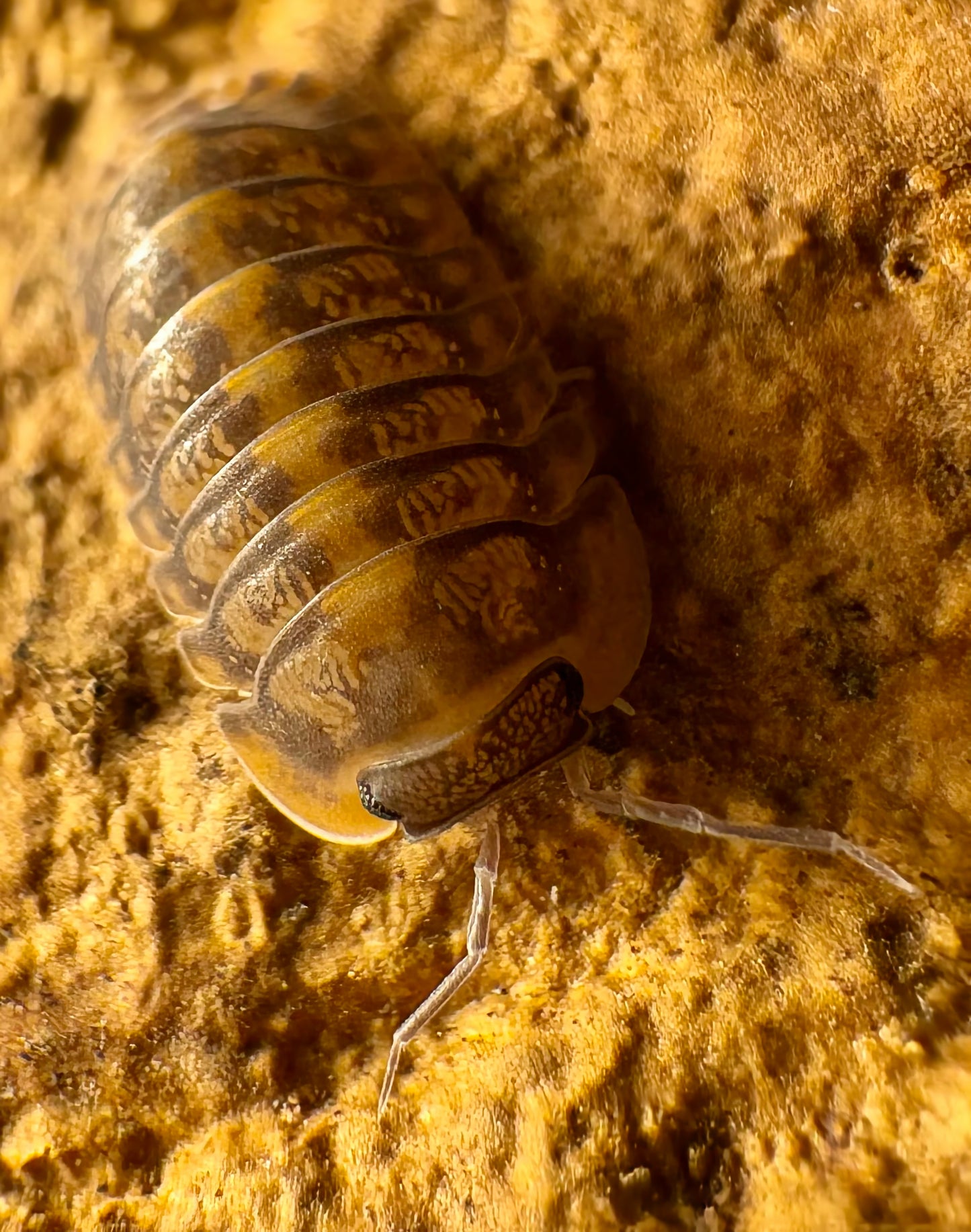 Cubaris sp "Phipun Tiger"