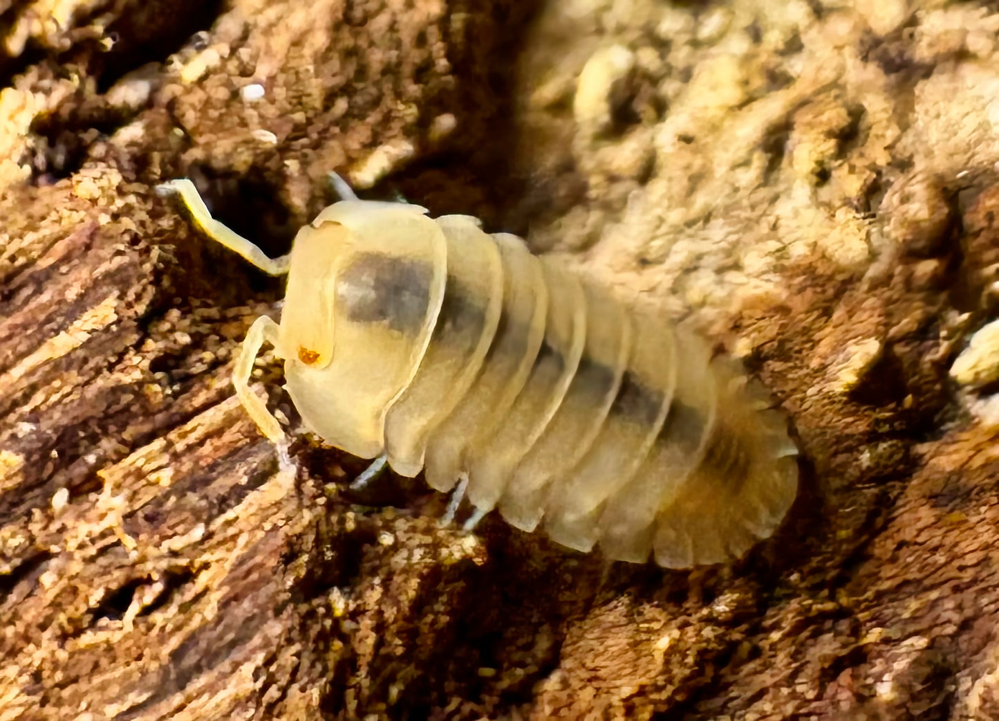 Cubaris sp "Red Edge Peach"