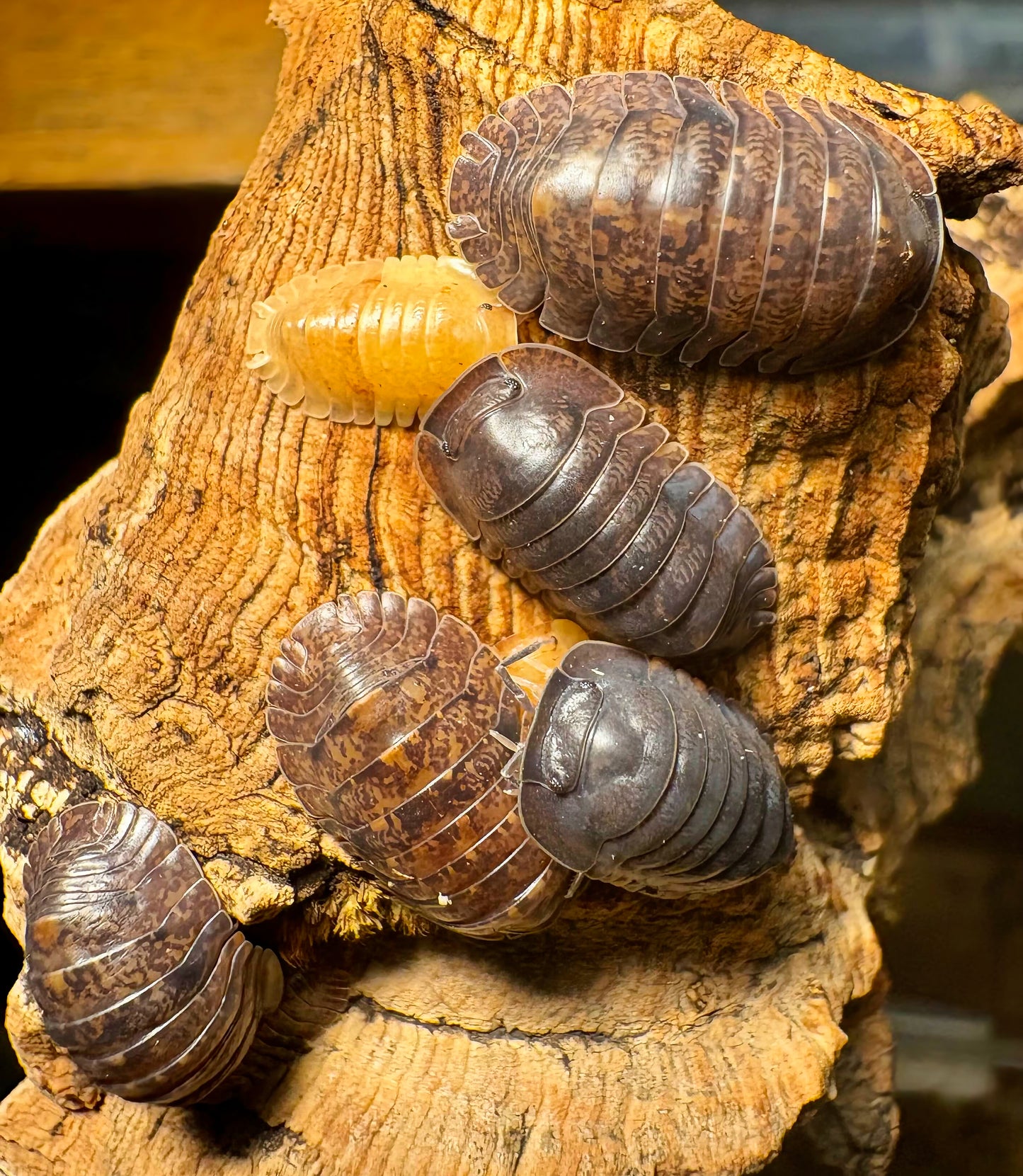 Filipinodillo sp "Giant Banahao"