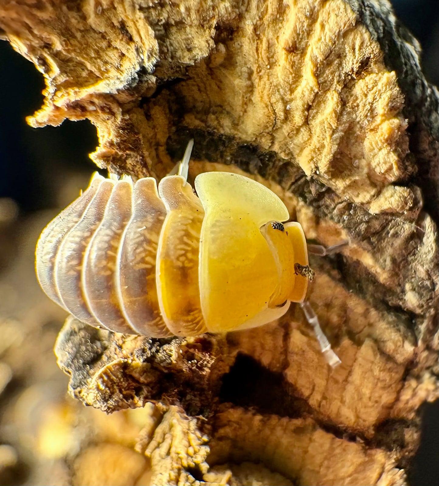 Cubaris sp "Rubber Ducky"