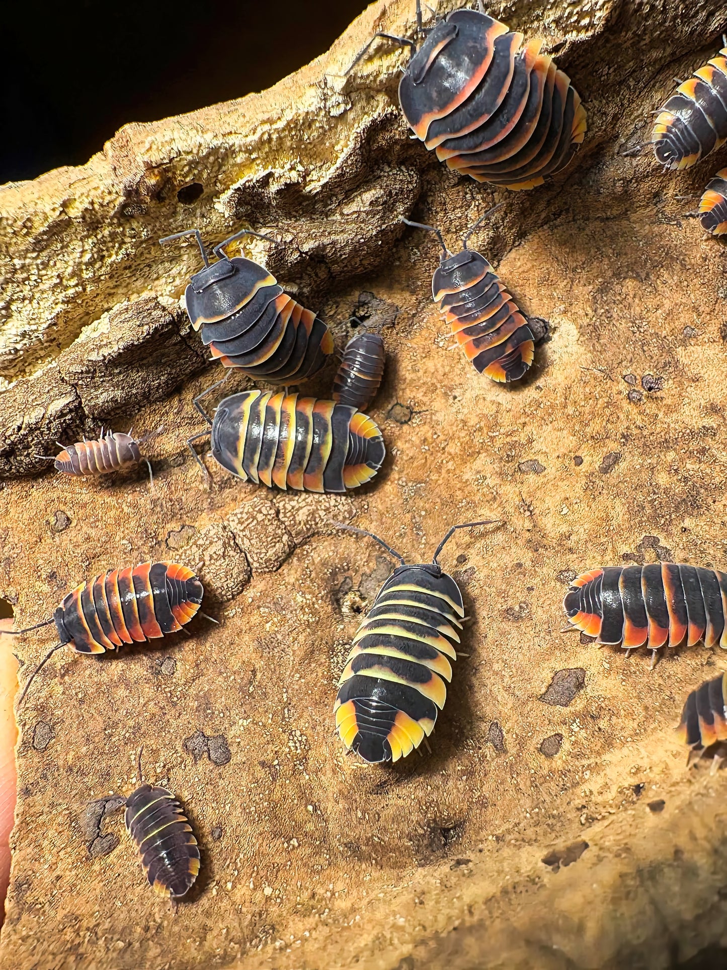 Ardentiella sp "Ember Bee"