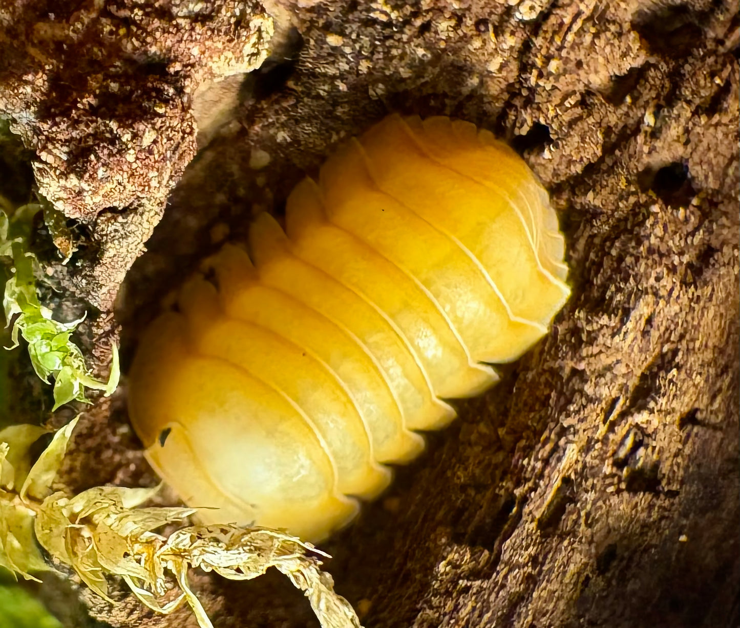 Cubaris sp "Orange Freezy"