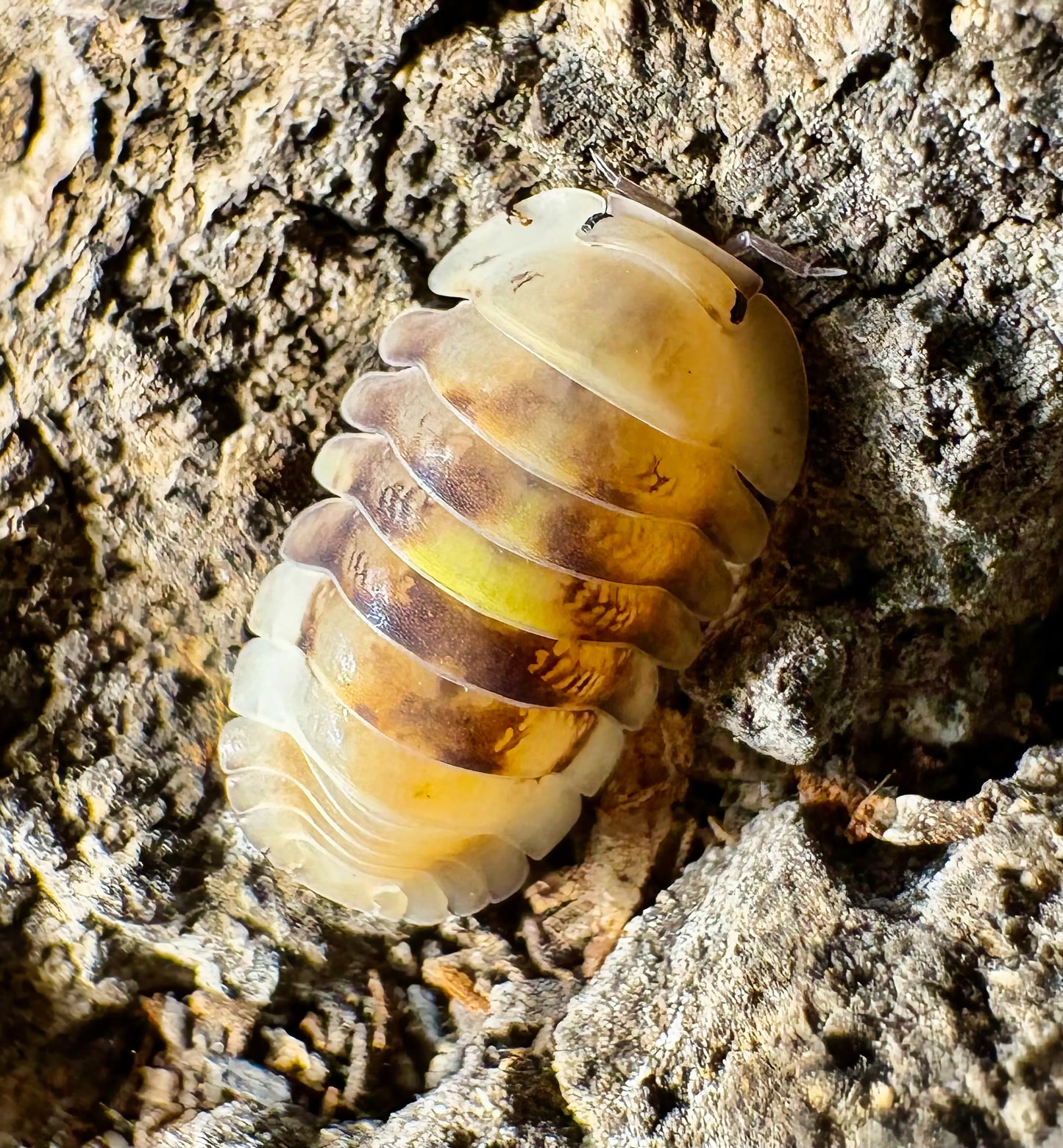 Cubaris sp "Amber Firefly LCF"