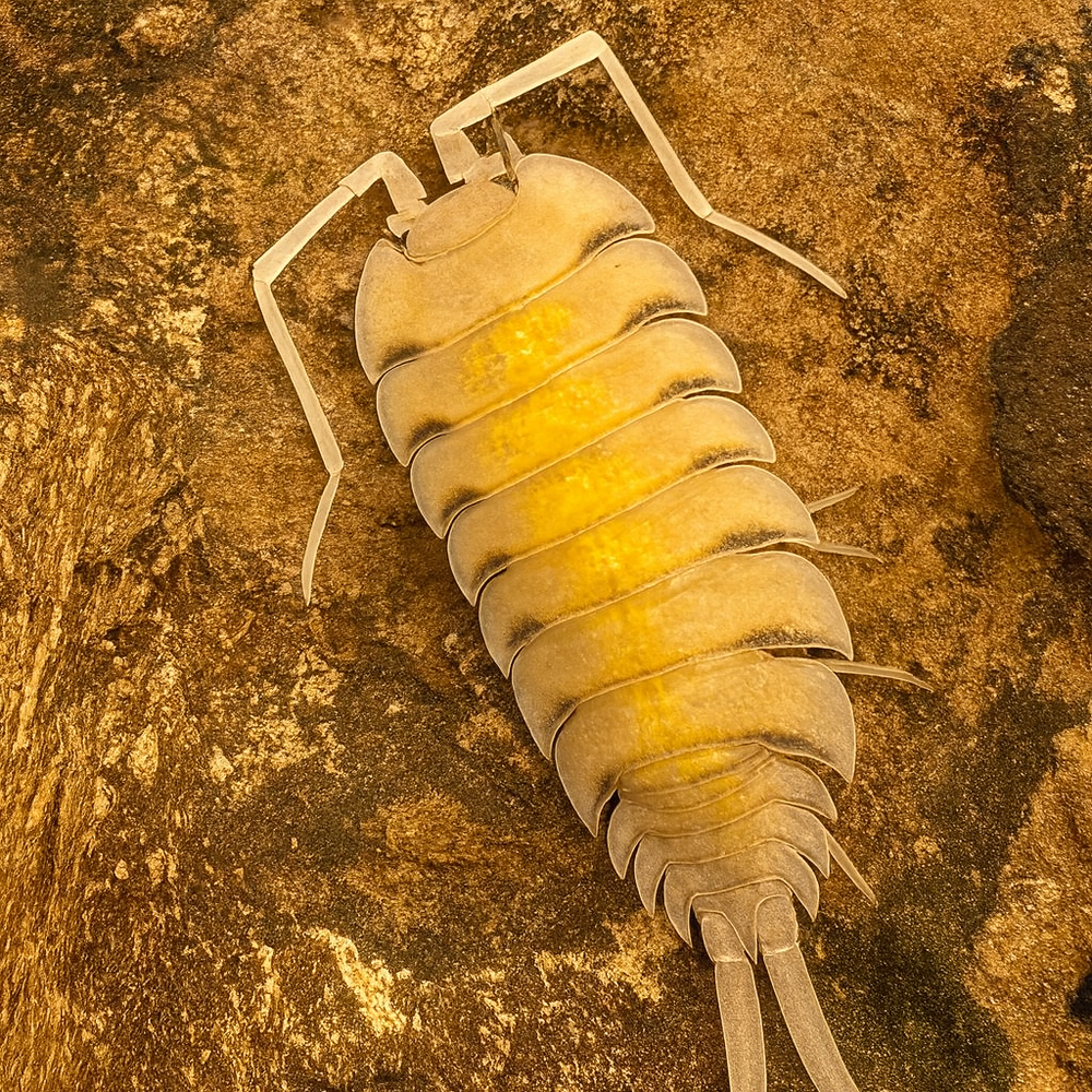 Porcellio bolivari "Yellow Ghost"