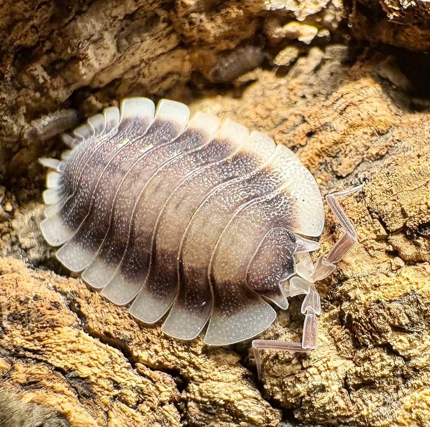 Porcellio werneri