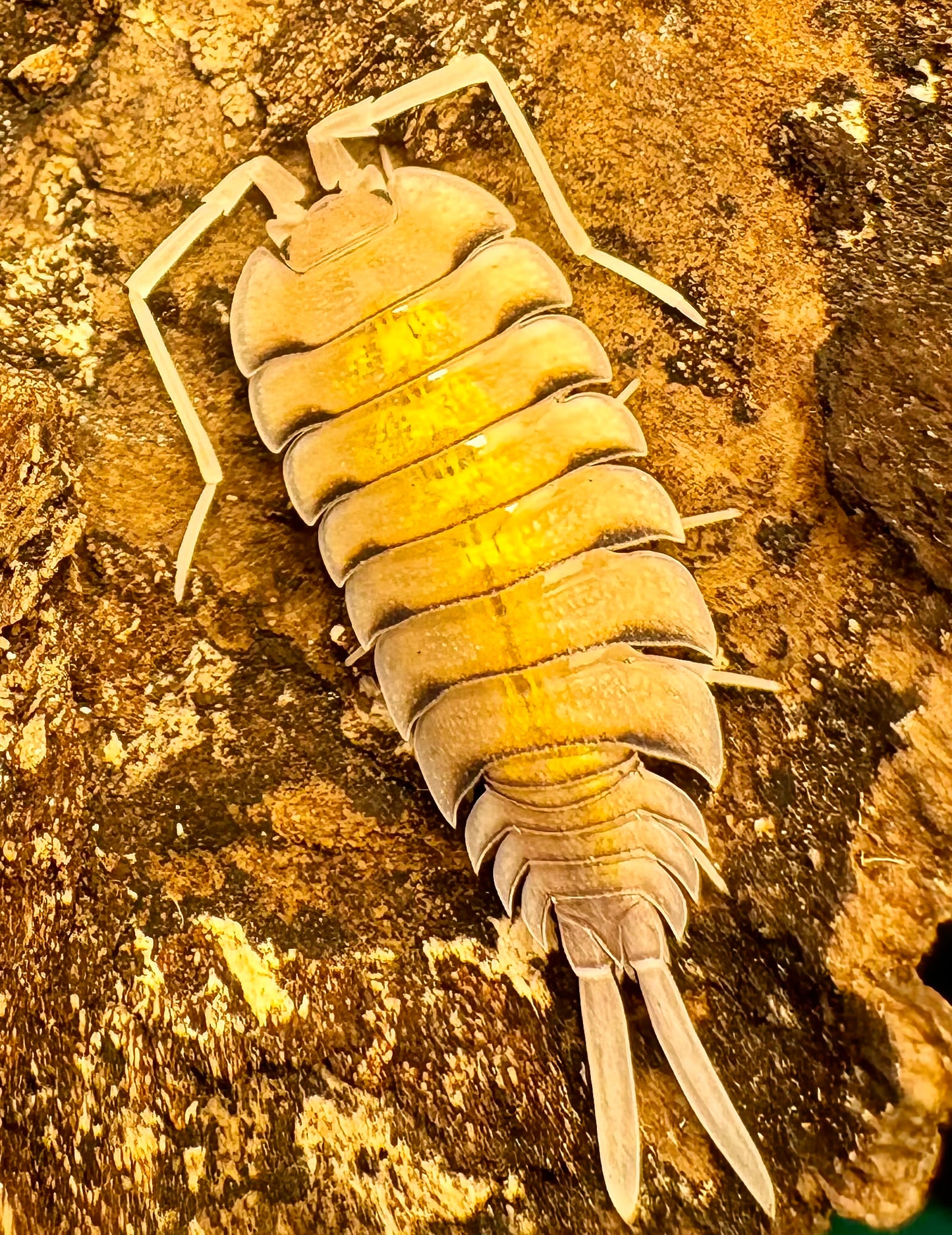 Porcellio bolivari "Yellow Ghost"