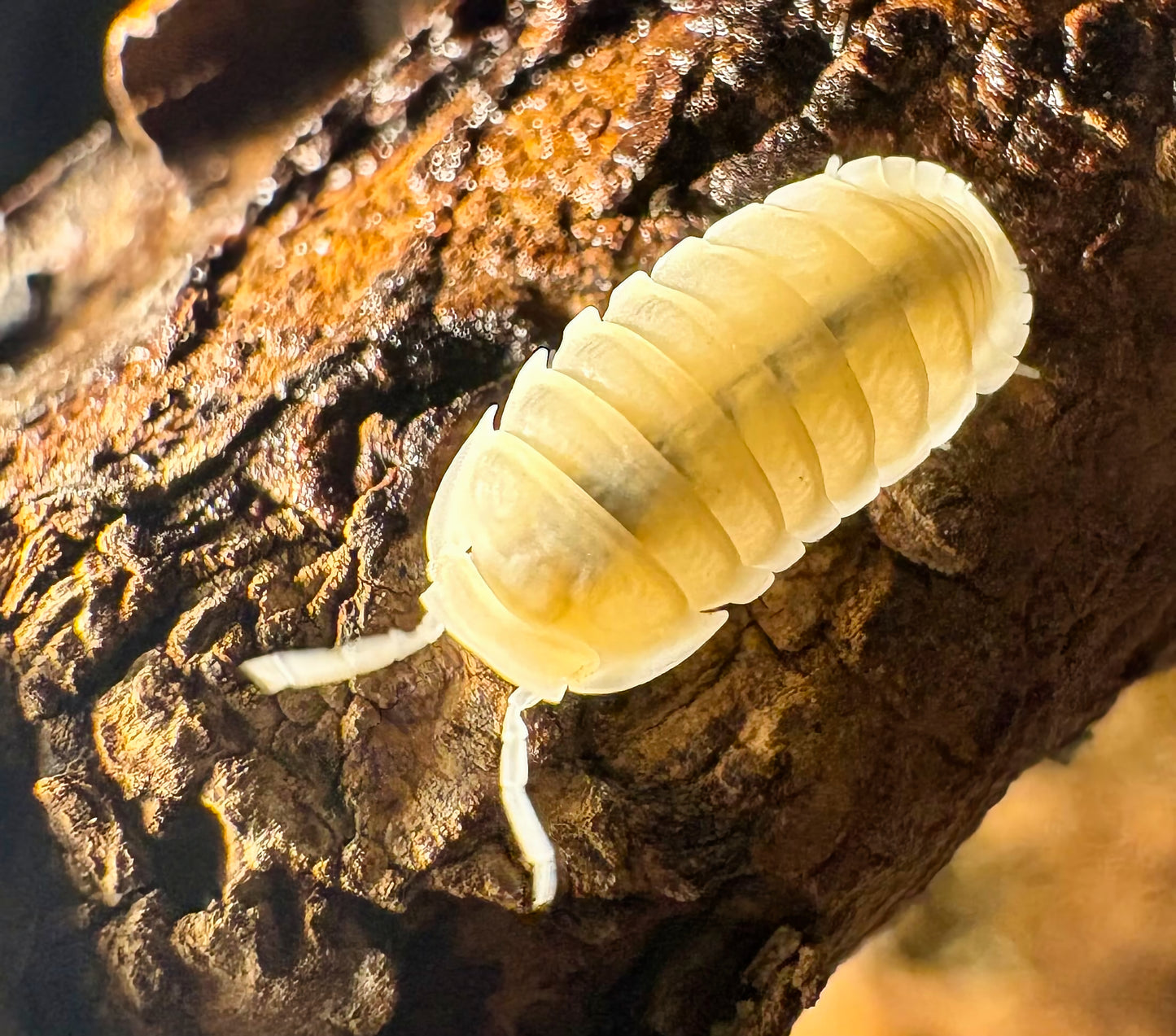 Cubaris sp "Murina Glacier"