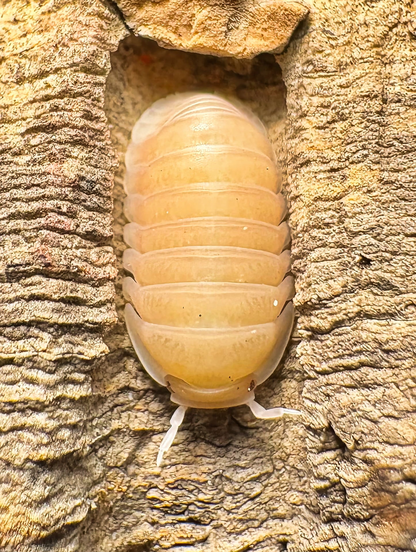 Cubaris sp "Pink Rose"