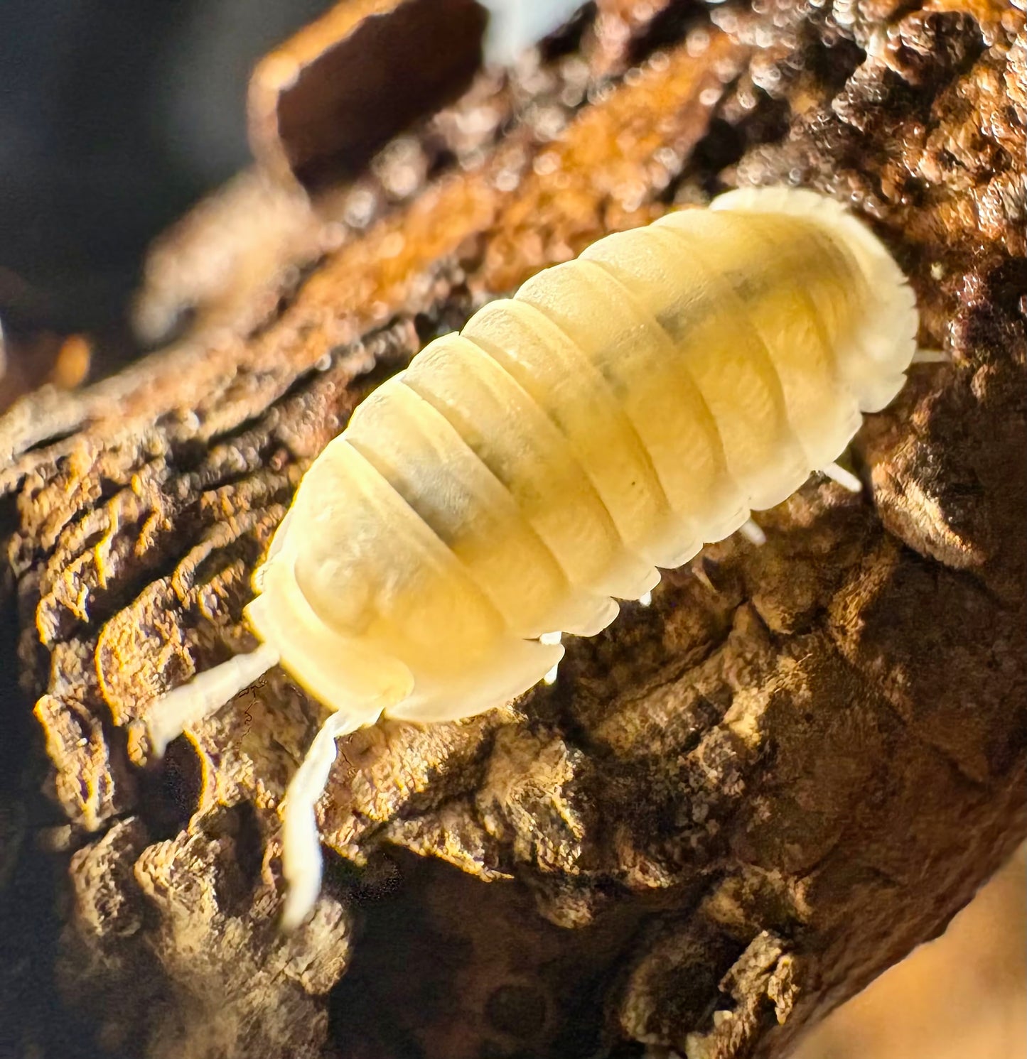 Cubaris sp "Murina Glacier"