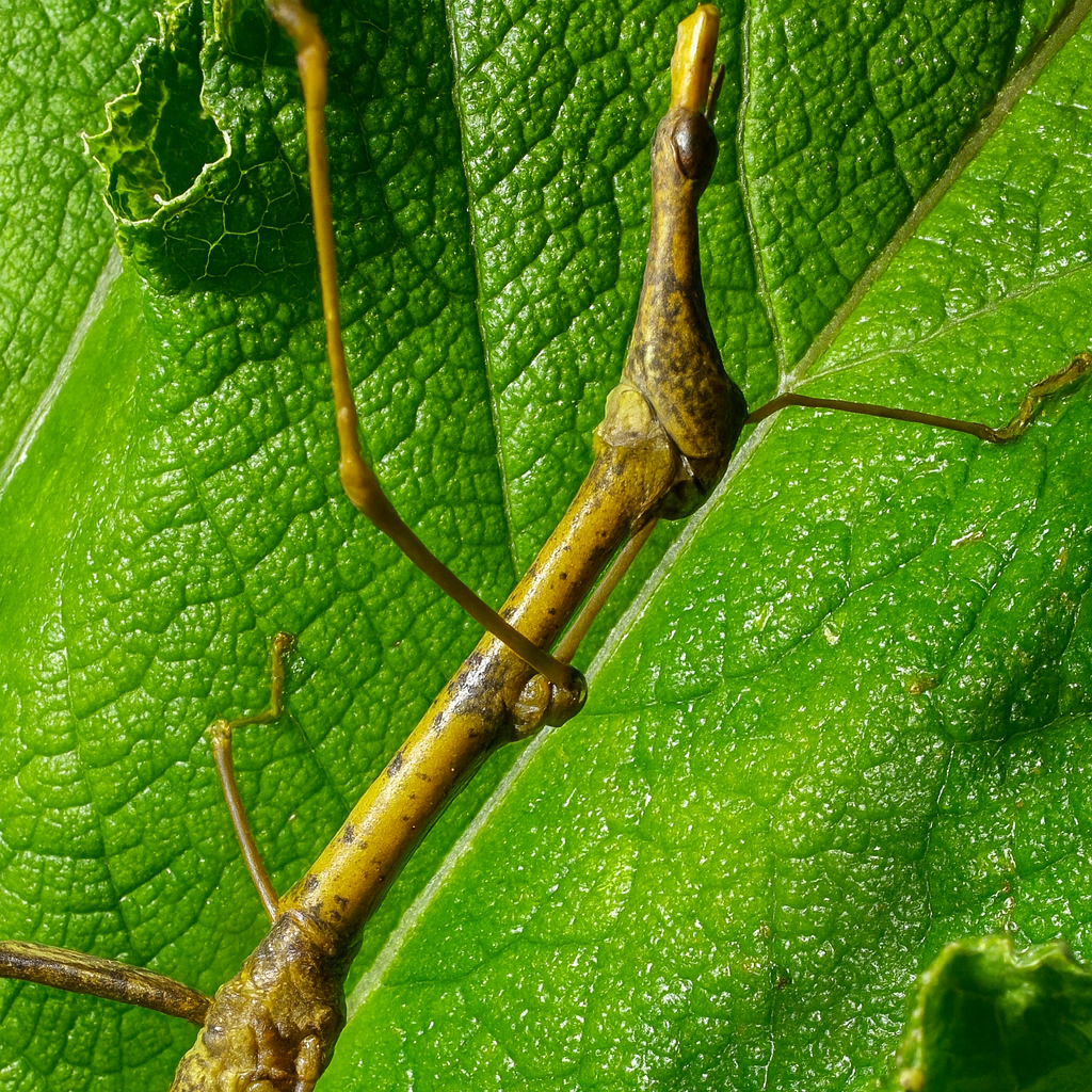 Horsehead Grasshopper Nymphs