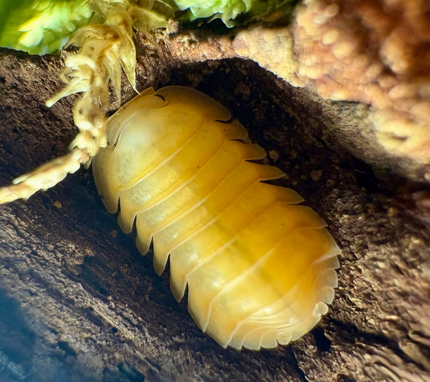 Cubaris sp "Orange Freezy"