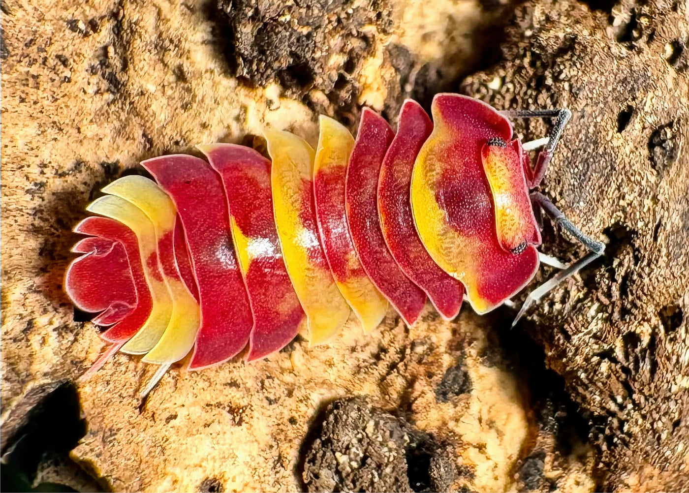 Ardentiella sp "Scarlet"