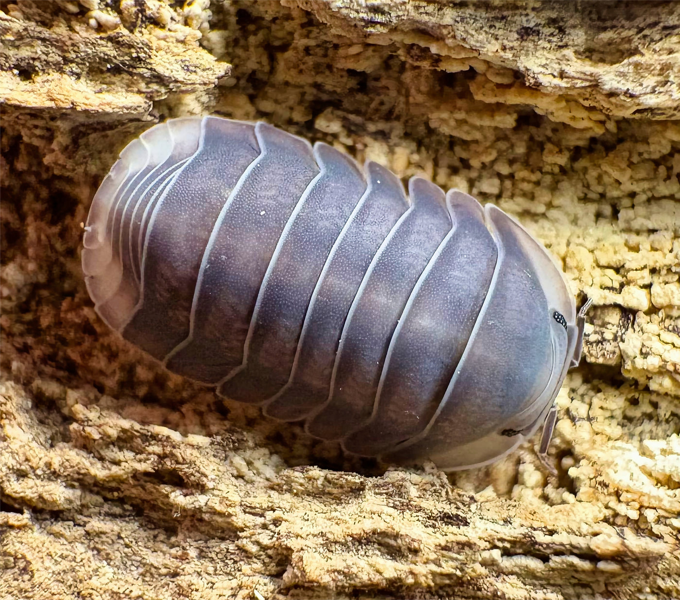 Cubaris sp "Darth Vader"