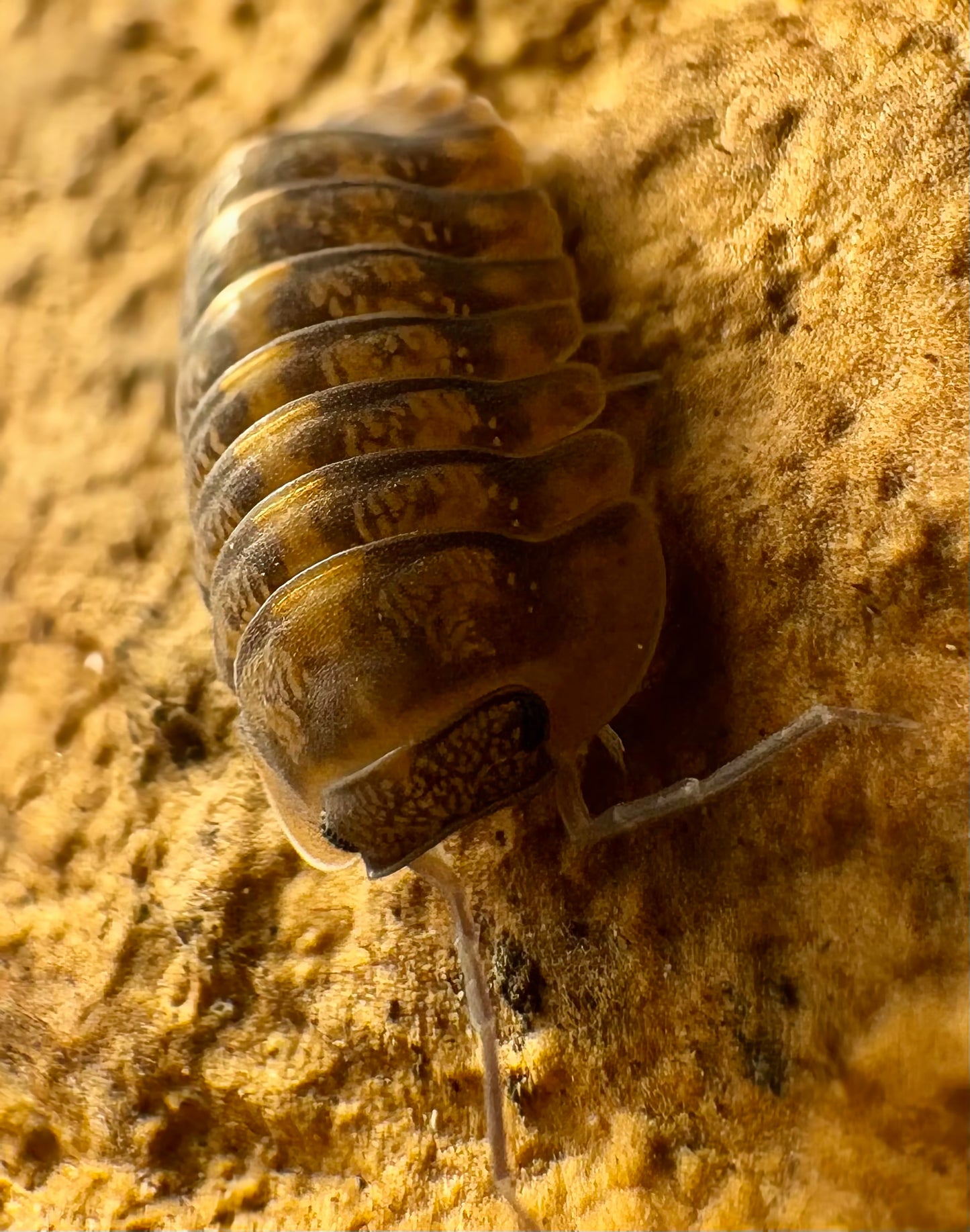Cubaris sp "Phipun Tiger"