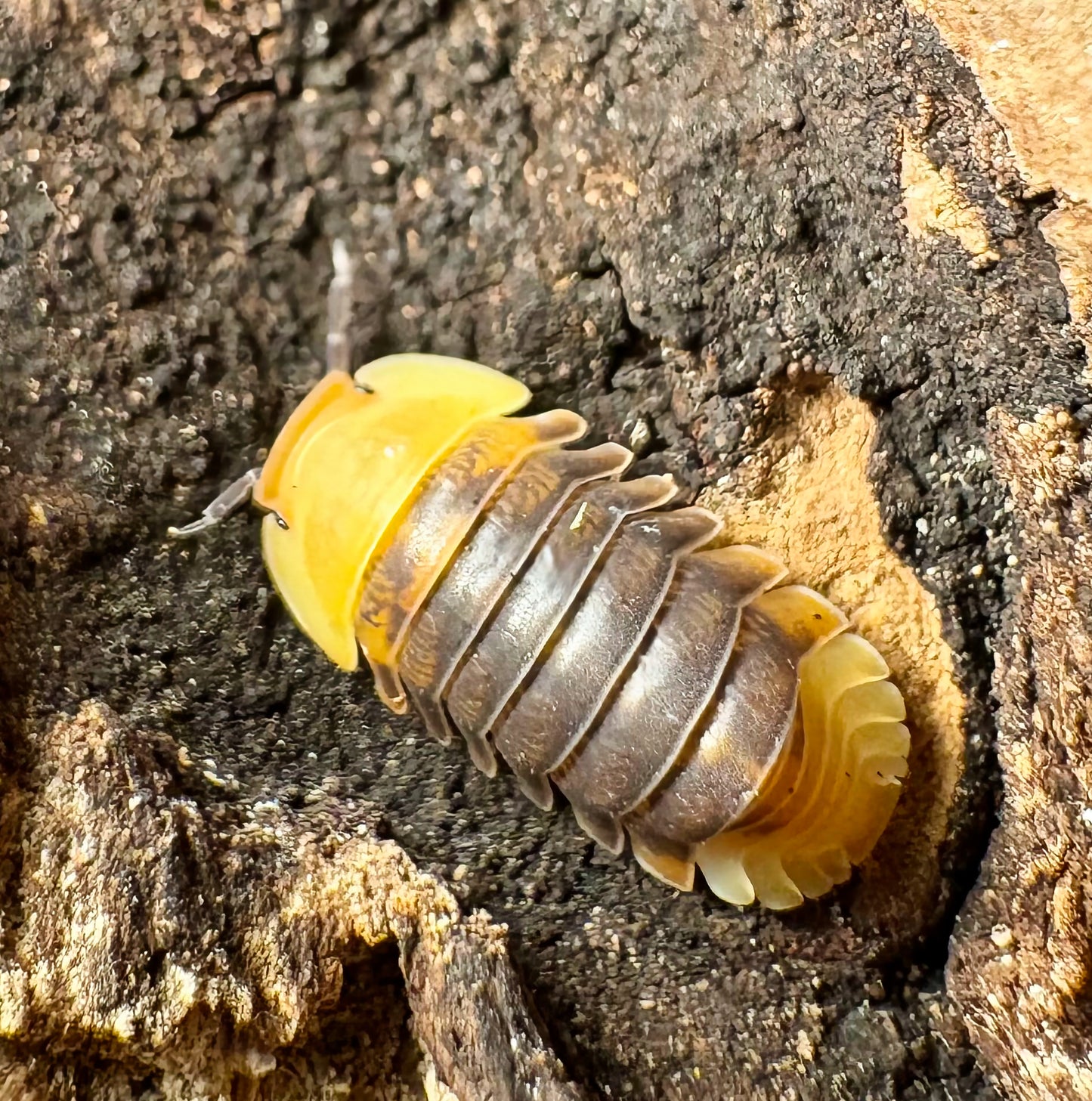 Cubaris sp "Rubber Ducky"