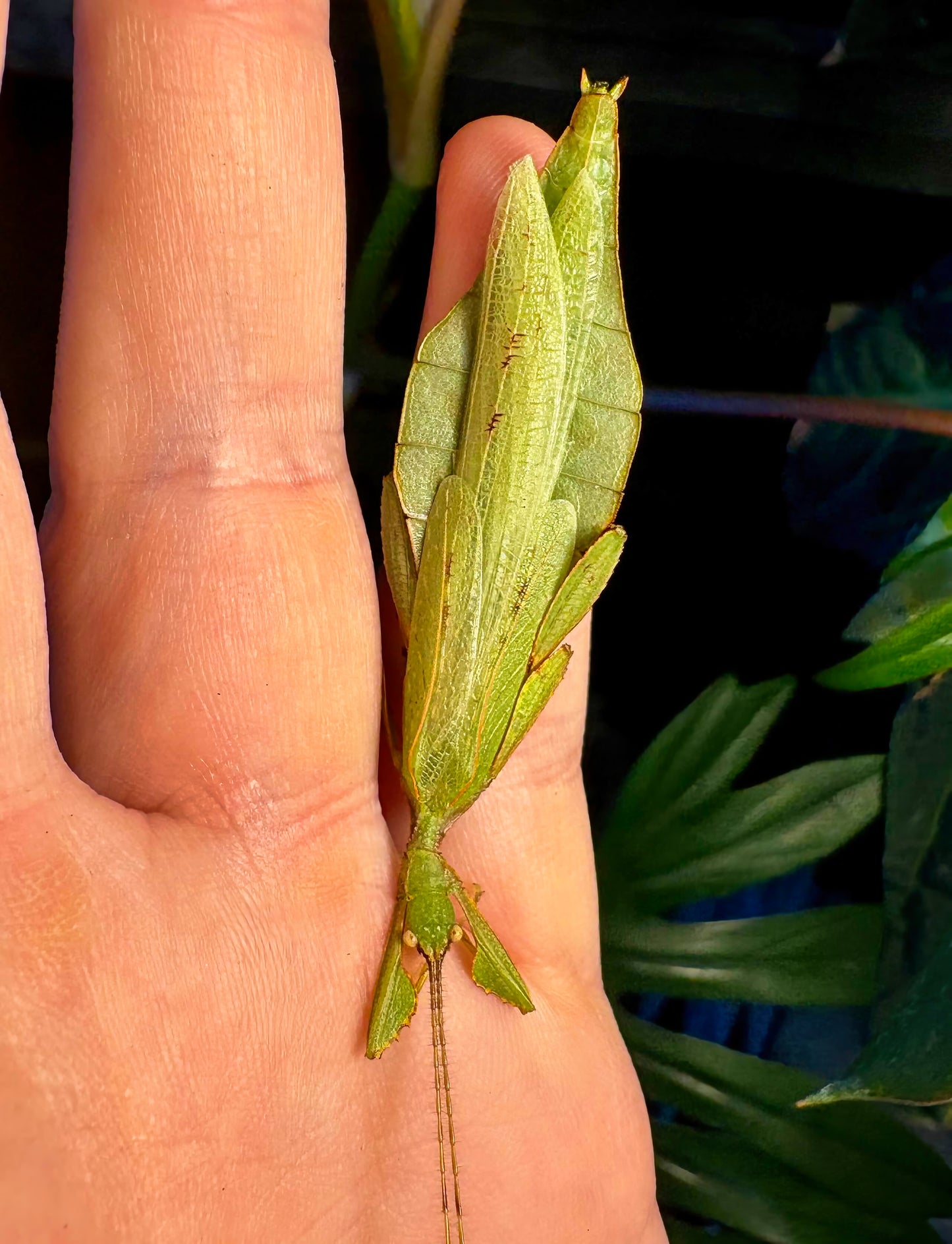 Phyllium gantungense "Rizal" Nymphs