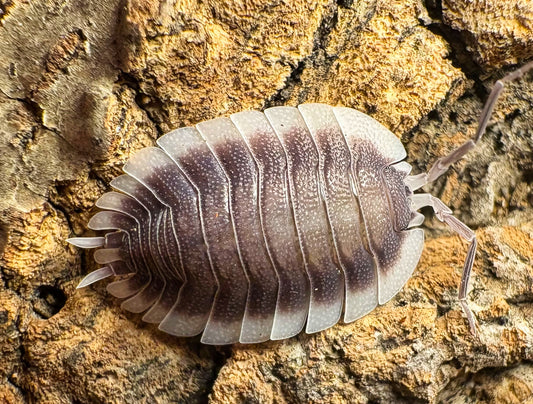 Porcellio werneri